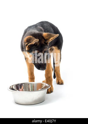 Three month German Shepherd puppy eating from metal bowl shot on white Stock Photo