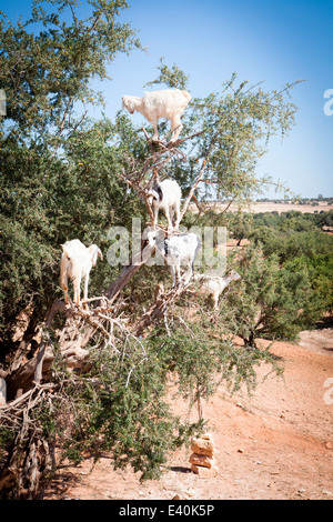 Goats feeding on the fruits and leaves of the Argan tree near Essaouira in Morocco, North Africa. Stock Photo