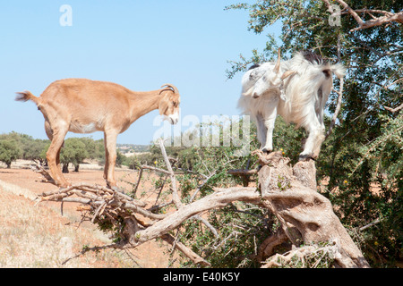 Goats feeding on the fruits and leaves of the Argan tree near Essaouira in Morocco, North Africa. Stock Photo