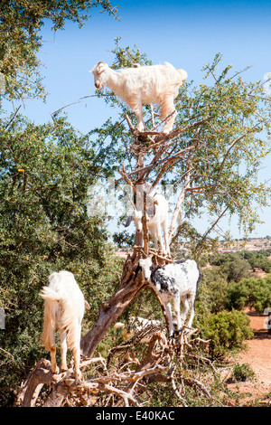 Goats feeding on the fruits and leaves of the Argan tree near Essaouira in Morocco, North Africa. Stock Photo