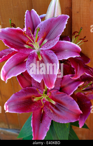 'Love Story' Oriental Lily (Lilium 'Love Story') Stock Photo