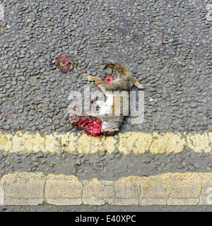 2nd July 2014. Roadkill carcass of a Grey Squirrell (Sciurus carolinensis). Kirkby-In-Ashfield, Nottinghamshire, England. Stock Photo