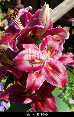 'Love Story' Oriental Lily (Lilium 'Love Story') Stock Photo