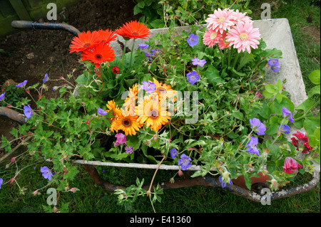 Wheelbarrow filled with flowers ready to be planted in Garden Stock Photo