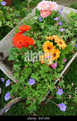 Wheelbarrow filled with flowers ready to be planted in Garden Stock Photo