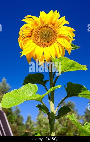 Beautiful sunflower with leaf against blue sky Stock Photo