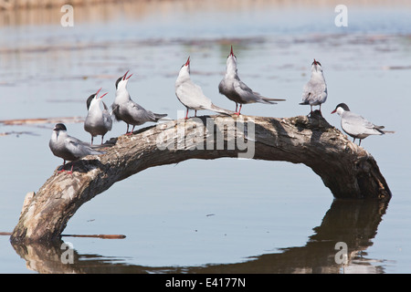 whiskered tern (Chlidonias hybrida) group of adults standing on curved log over water, calling, Hortobagy, Hungary, Europe Stock Photo