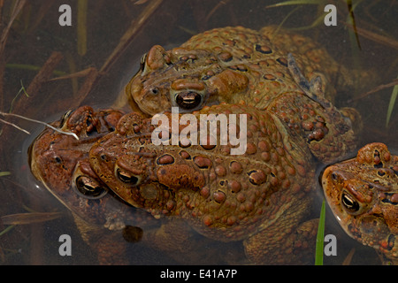 American toad, Bufo americanus, males attempting to mate with a female, New York Stock Photo