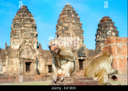 Two monkey in front of Prang Sam Yot, the Khmer temple in Lopburi Stock Photo
