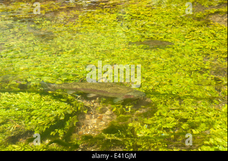 rainbow trout swimming in river Test blending in with riverbed plants and weed in clear clean water tributary hiding underwater Stock Photo