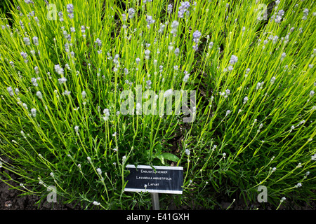 English Lavender in the Cowbridge Physic Garden Stock Photo