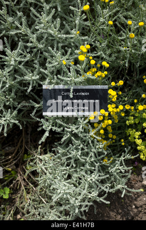 Cotton Lavender in the Cowbridge Physic Garden Stock Photo