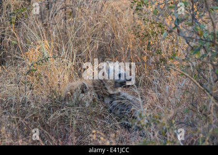 Hyena pups playing in the wild Stock Photo