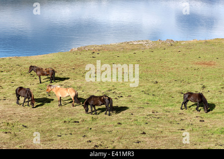 Icelandic horses, Icelandic Ponies, Akureyri, North Iceland Stock Photo