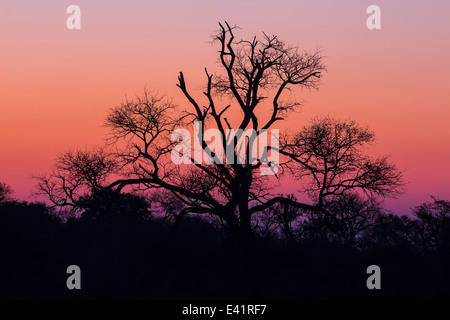 Tree silhouetted against a colorful purple sky Stock Photo