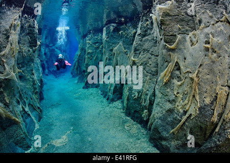 scuba divier in Nesgja, small fissure in the North of Iceland, Nesgja, Akureyri, North Iceland Stock Photo