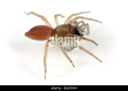 Northern sac spider (Clubiona trivialis), part of the family Clubionidae - Sac spiders. Isolated on white background. With prey. Stock Photo