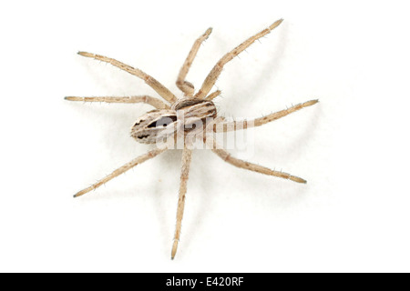 Juvenile Thanatus formicinus spider, part of the family Philodromidae - Running crab spiders. Isolated on white background. Stock Photo