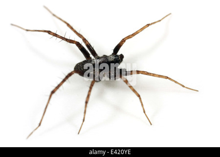 Male Pardosa lugubris spider, part of the family Lycosidae - Wolf spiders. Isolated on white background. Stock Photo