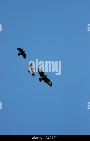 Common Buzzard being mobbed by Hodded Crows Stock Photo