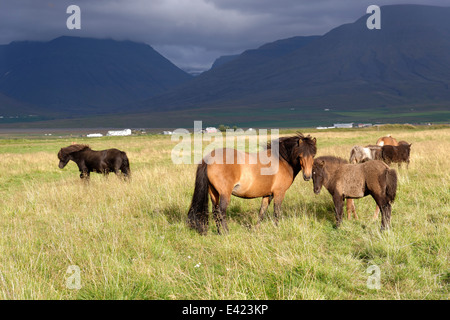 Icelandic horses, Icelandic Ponies, Akureyri, North Iceland Stock Photo
