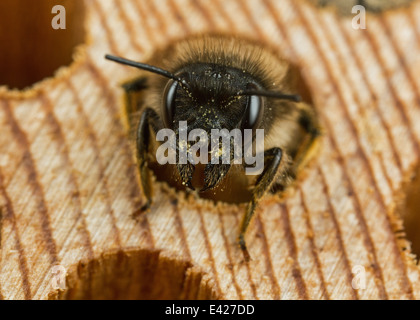 Female Red Mason Bee Stock Photo