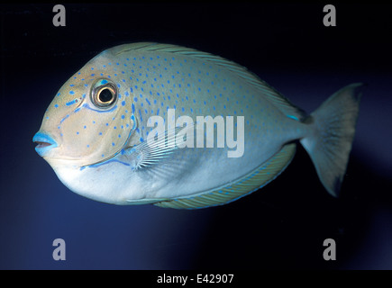 Young Elongate Unicornfish Naso lopezi juv., Acanthuridae, Indo-pacific ocean Stock Photo