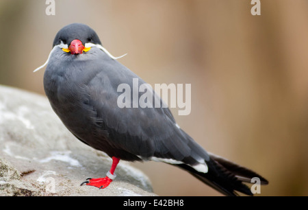 An Inca Tern Stock Photo