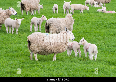 Sheep and lambs in a field in Kirkoswold, Eden Valley, Cumbria, UK. Stock Photo