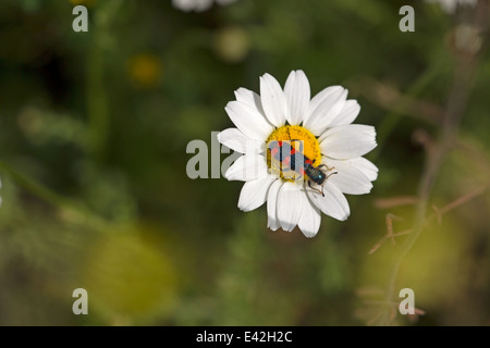 Bee Wolf sits on a flower in Bulgaria Stock Photo
