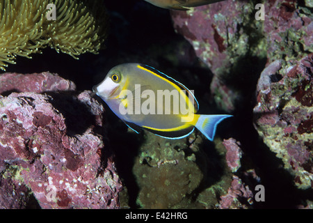 Powder Brown Tang Acanthurus japonicus, Acanthuridae, Indo-pacific ocean Stock Photo