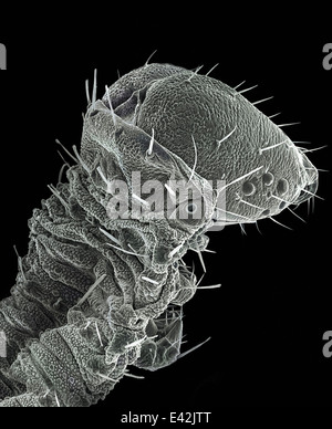 Large Caterpillar: Gold coated and imaged in Scanning electron microscope Stock Photo