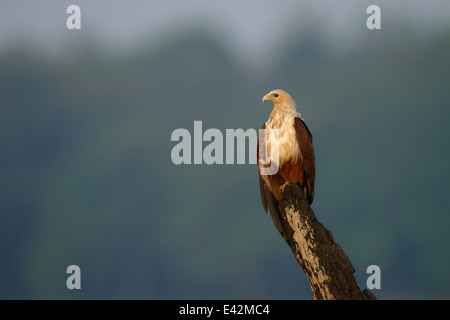 A Brahminy kite (Haliastur indus, known as the red-backed sea-eagle in Australia) on an open perch in the Kabini river Stock Photo