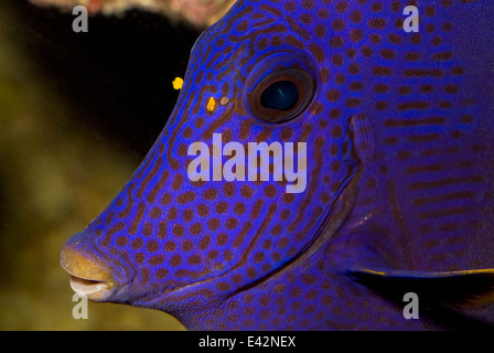 Purple Tang Zebrasoma xanthurus Acanthuridae Indo-pacific Ocean Red Sea Stock Photo