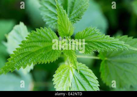 Close up of stinging nettle (urtica) plant and leaves Stock Photo