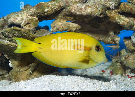 Orange band Surgeonfis Acanthurus olivaceus, Acanthuridae, Indo-pacific ocean Stock Photo