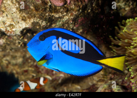 Palette surgeonfish Paracanthurus hepatus, Acanthuridae, Indo-pacific ocean Stock Photo