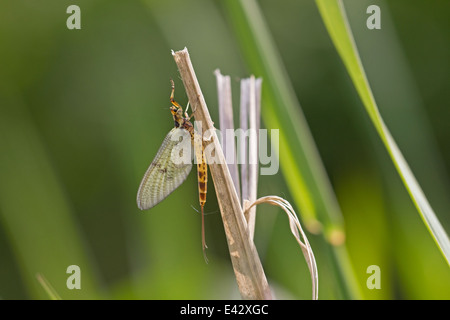 Mayfly sits on reed near a brook nature area in the Eifel, Germany Stock Photo