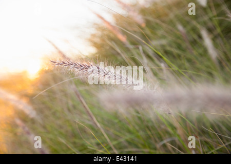 Detail of sunrise in long grass marsh Stock Photo
