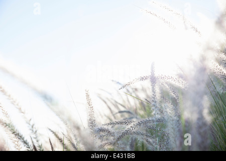 Dreamy close up detail of long grasses in sunlight Stock Photo