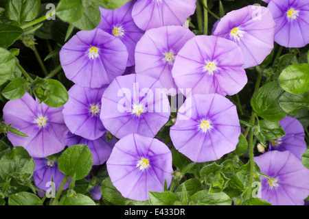 Flowers of the rock bindweed, Convolvulus sabatius Stock Photo