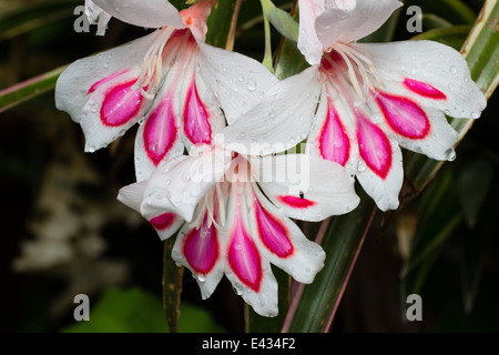 Close up of rain wet flowers of the hardy gladiolus, Gladiolus nanus 'Prins Claus' Stock Photo