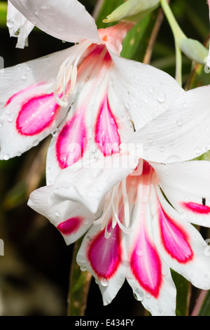 Close up of rain wet flowers of the hardy gladiolus, Gladiolus nanus 'Prins Claus' Stock Photo