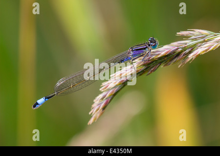 Immature female violacea form of the blue tailed damselfly, Ischnura elegans Stock Photo
