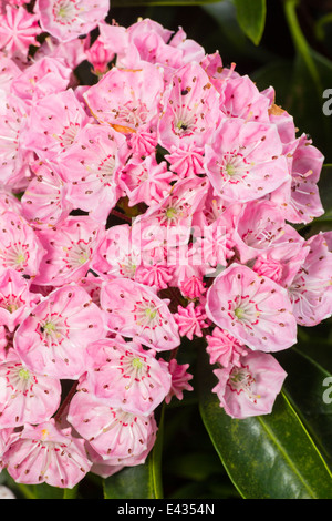 June flowers of Kalmia latifolia, the mountain laurel Stock Photo