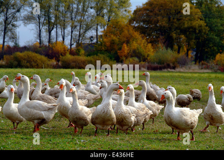 White geese on a meadow Germany Brandenburg Stock Photo