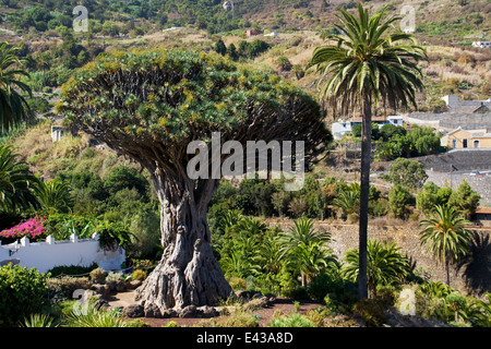 Millennial Dragon Tree (Drago Milenario) of Icod de los Vinos, the largest and the oldest living Dracaena Draco in the world. Stock Photo