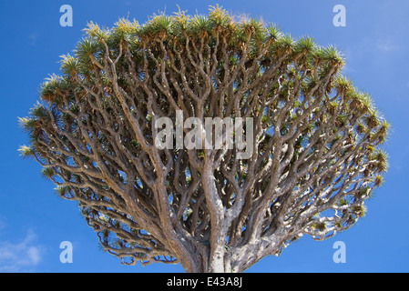 Treetop of a Dragon Tree (Dracaena Draco) in Icod de los Vinos, Tenerife, Canary Islands. Stock Photo