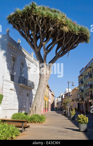 Dragon Tree on a street of the old town of San Cristobal de La Laguna, Tenerife, Canary Islands. Stock Photo