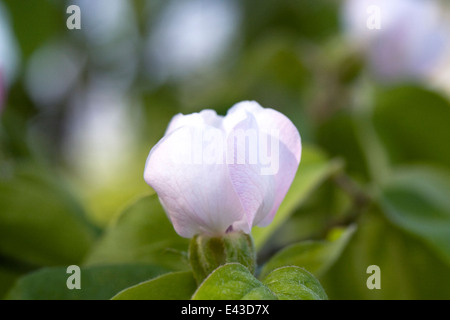 Cydonia oblonga. Quince 'Vranja' flower. Stock Photo